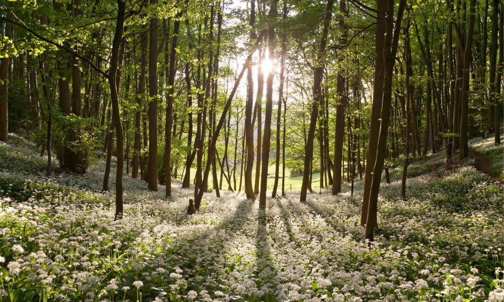 <span>Photograph: Nigel Noyes/Alamy</span>