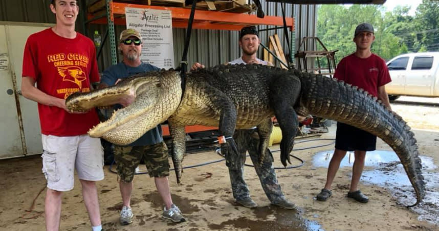 美國男子在一頭巨型鱷魚的肚子內發現了史前文物。（圖／翻攝自FB）
