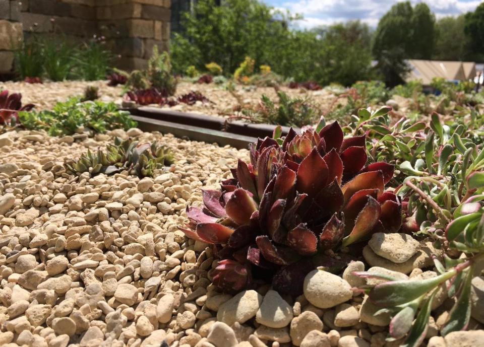 6) Living Roofs & Walls