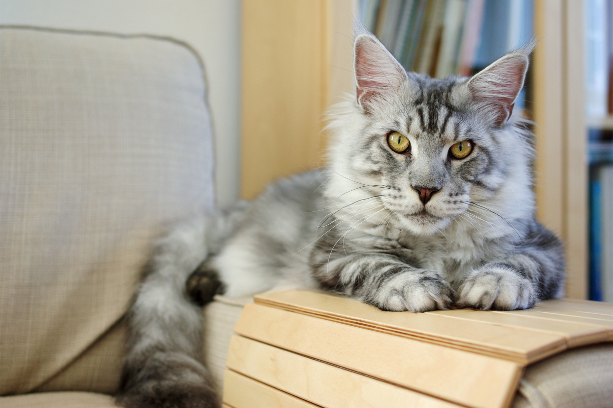 Maine Coon