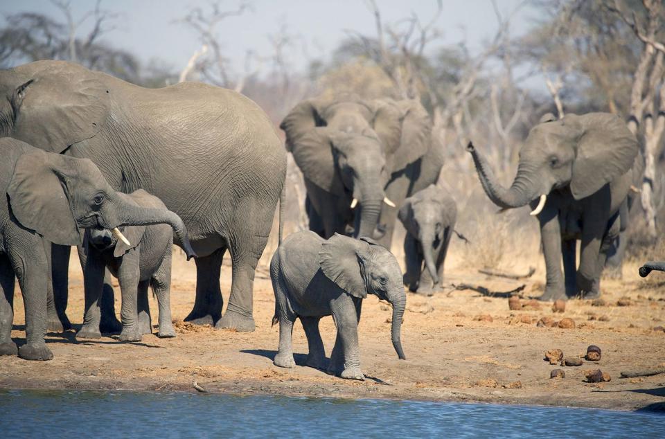 Ausreichend Wasser ist auch für Wüstenelefanten lebensnotwendig. (Bild: ARTE / Andreas Kieling)