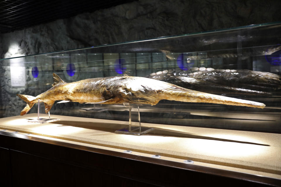 In this Nov. 11, 2016, photo provided by the Museum of Hydrobiological Science of the Chinese Academy of Sciences, a Chinese paddlefish specimen made in 1990 is seen on display at the Museum of Hydrobiological Science of the Chinese Academy of Sciences in Wuhan, China. The Chinese paddlefish's sharp, protruding snout made it one of the largest freshwater species in the world. Since scientists declared it extinct in a research paper published last week, Chinese internet users media outlets have been paying tribute to the hefty creature. (Museum of Hydrobiological Science of the Chinese Academy of Sciences via AP)