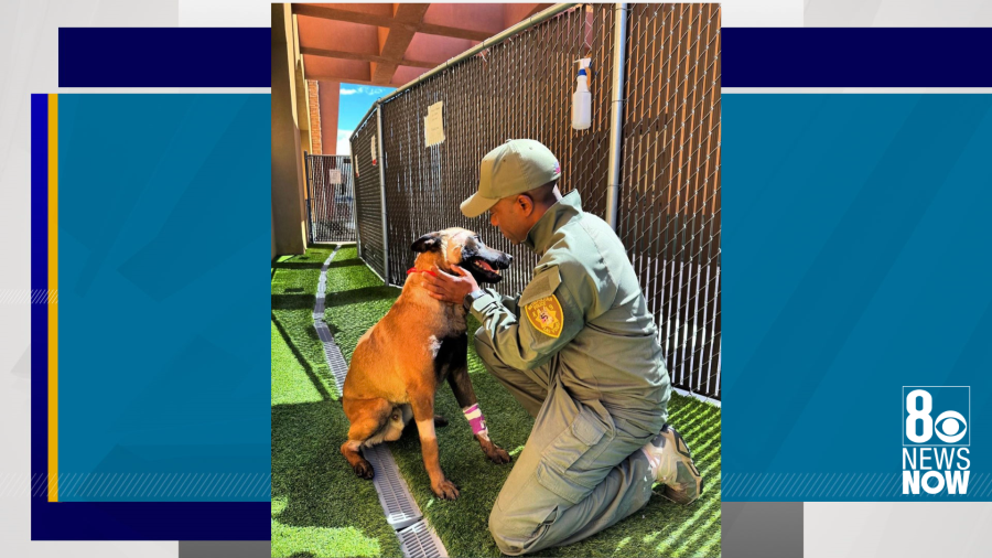 <em>Las Vegas Metro police K9 Enzo was taken into surgery after being stabbed multiple times during a barricade in downtown Las Vegas on March 29, 2024, police said. (LVMPD K9)</em>
