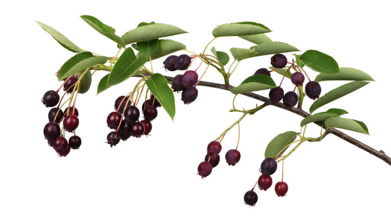 Branch with juneberries