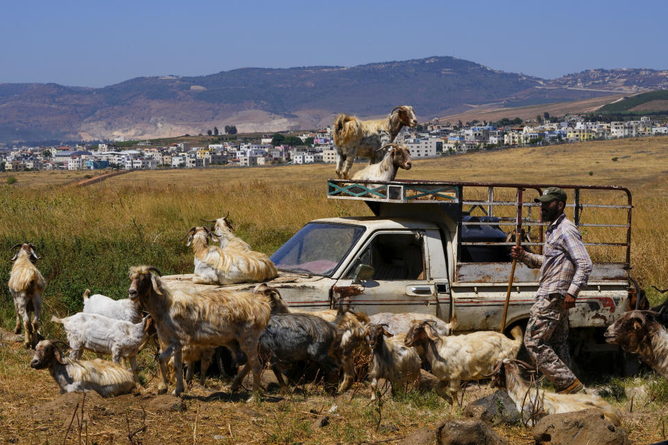 Lebanese shepherd Ali Yassin Diab, right, shepherds his cattle flock on the Lebanese side of the Lebanese-Israeli border in the southern village of Wazzani with border village Ghajar in the background, Lebanon, Tuesday, July 11, 2023. The little village of Ghajar has been a point of contention between Israel and Lebanon for years, split in two by the border between Lebanon and the Israeli-occupied Golan Heights. The dispute has begun to heat up again.(AP Photo/Hassan Ammar)