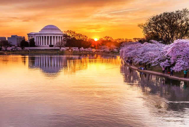 Kevin Voelker Photography/Getty Images Cherry blossoms along the tidal pool in Washington, DC