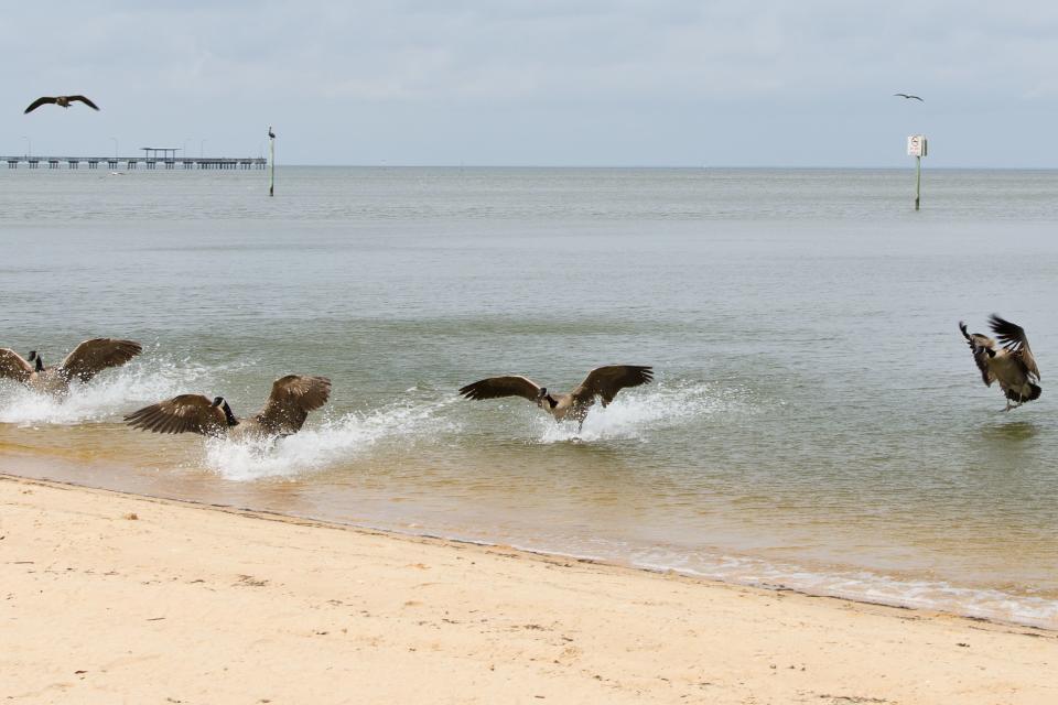 Fairhope Municipal Pier and Park