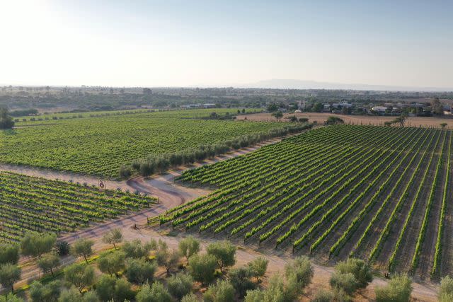 <p>Courtesy of Cuna de Tierra</p> Cuna de Tierra vineyard is a 40-minute drive from the city center of San Miguel de Allende.