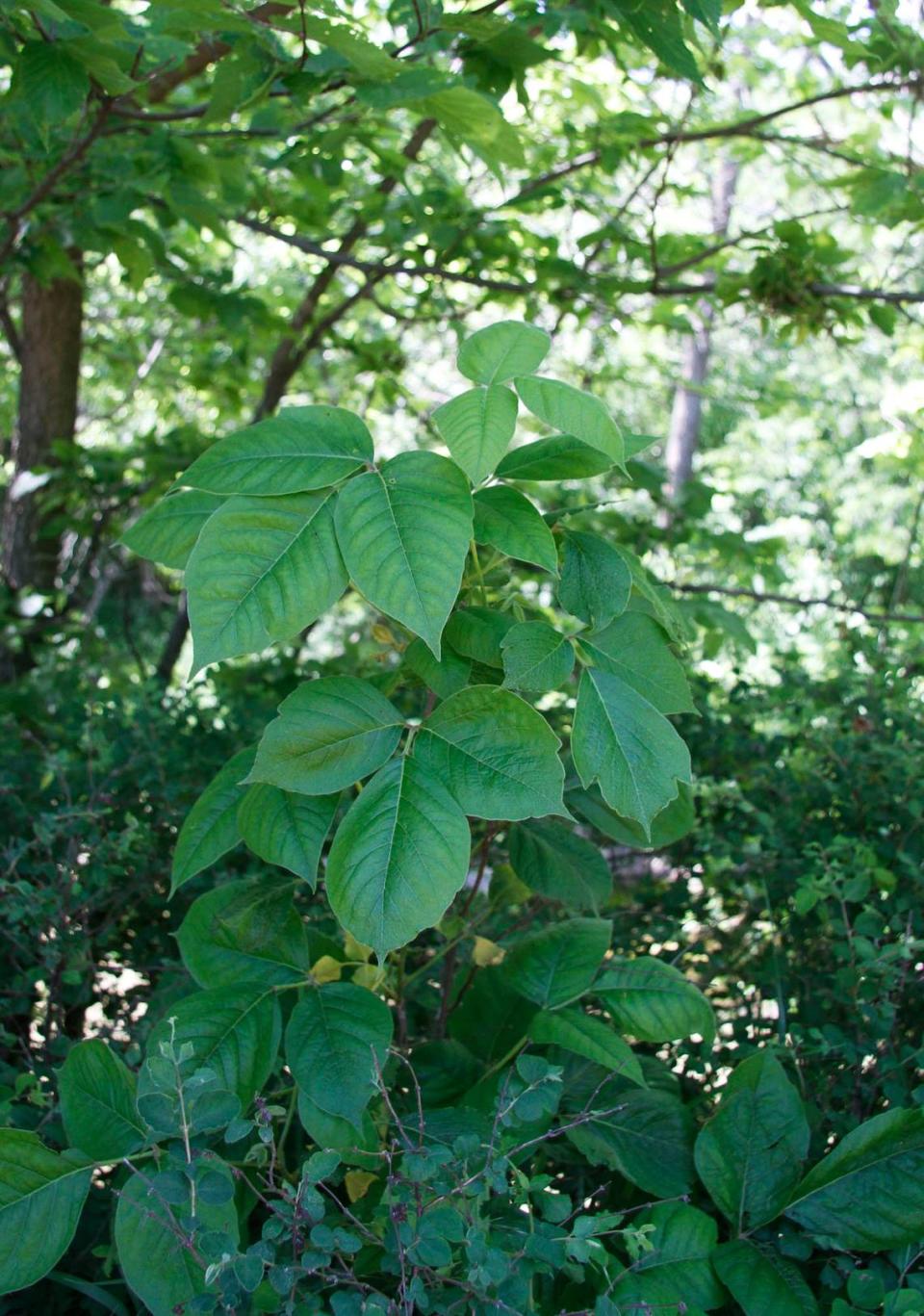 Poison ivy in bush form. It also grows as a climbing or ground vine.