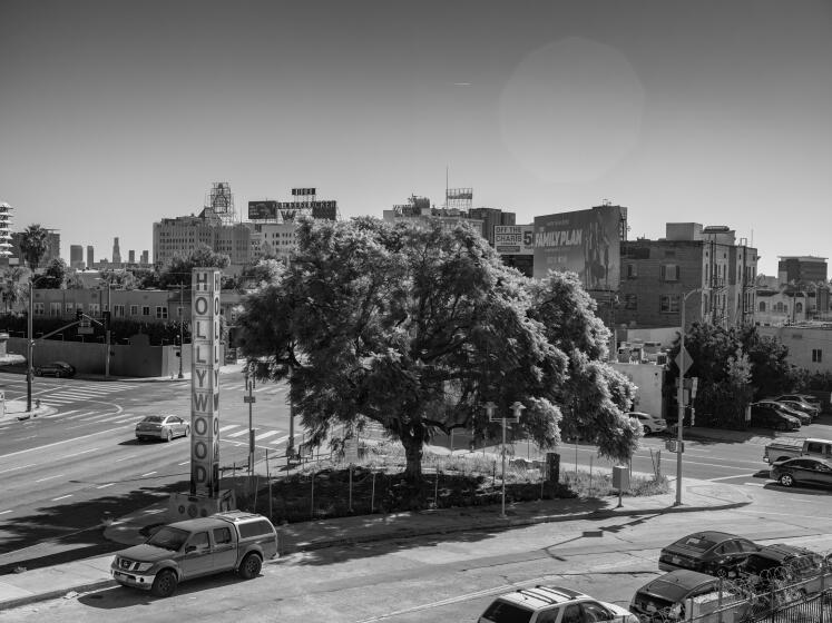 Trees in LA with iconic legacies. Photographed for the LA Times to accompany an essay and POI about trees in LA.