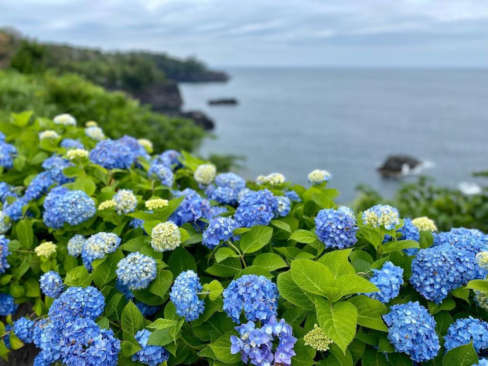 日本旅遊｜伊豆繡球花一日遊8折優惠！3千棵繡球花x城崎海岸絕美畫面、同遊小京都修善寺、每位$453起東京出發