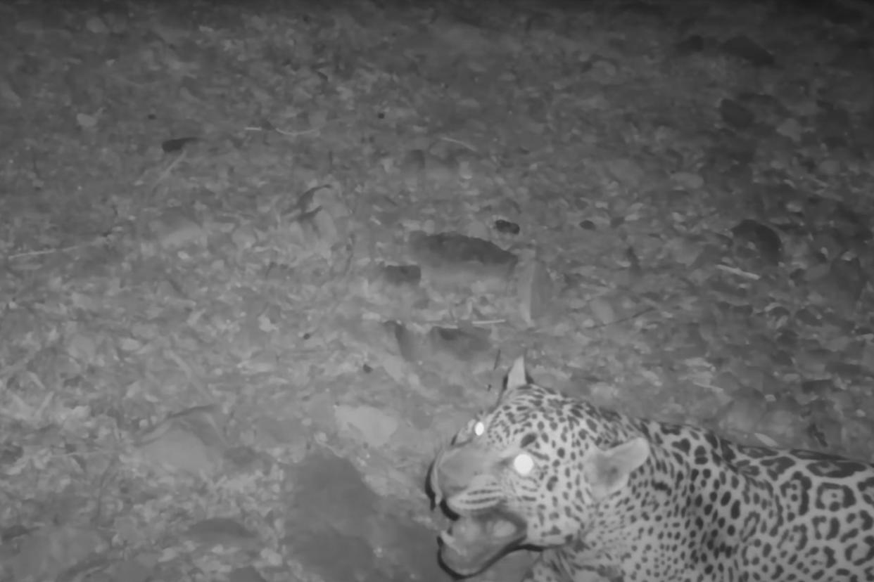 A rare jaguar is photographed in the southern Arizona wilderness.