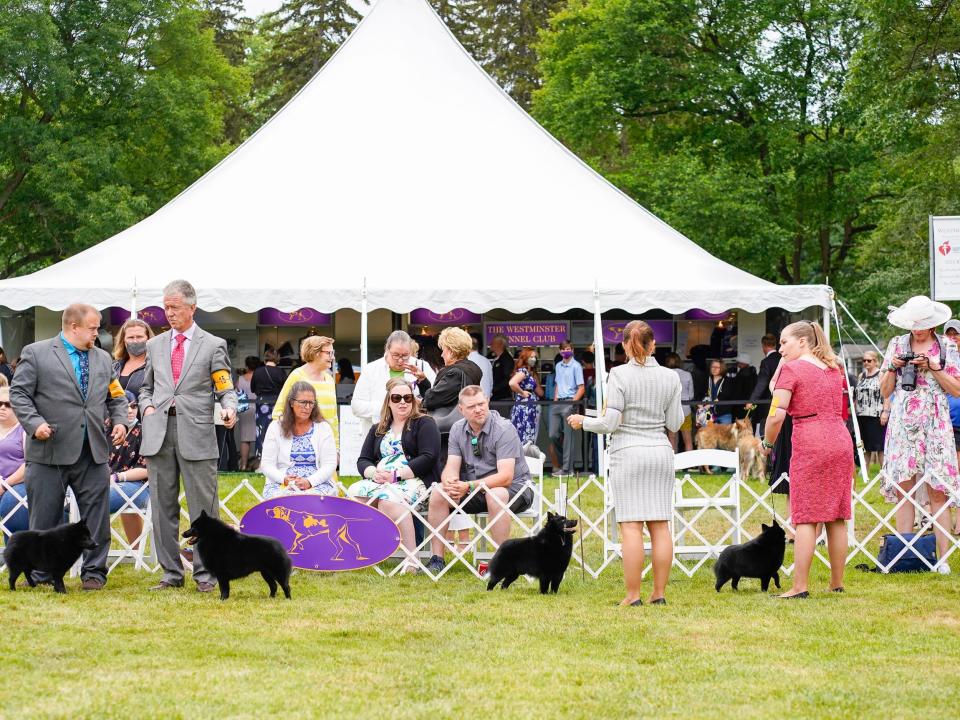 Schipperkes and their owners stand in a line at the Westminster Dog Show.