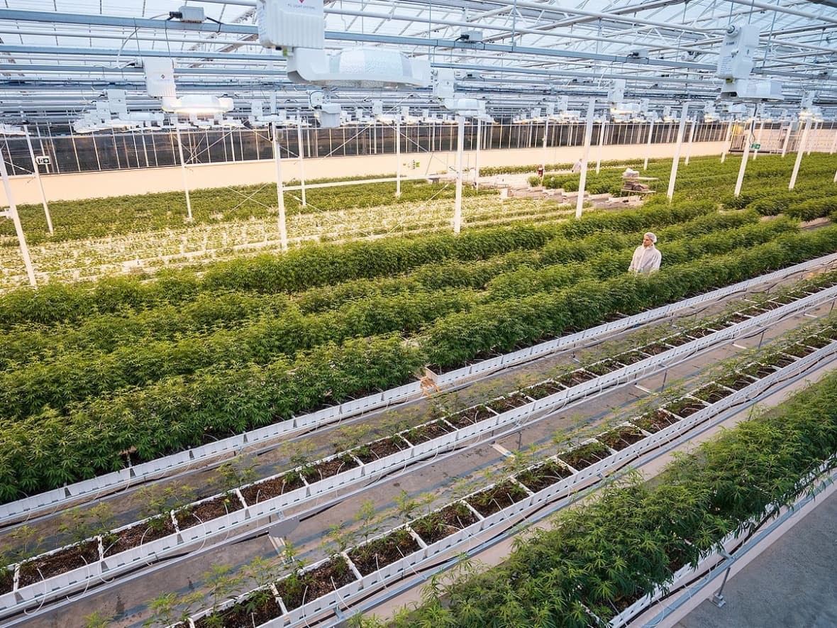 The Aurora Sky facility in Edmonton. Financial results for the third-quarter of 2022 were significantly down from the same quarter one year ago. (Aurora Cannabis/The Canadian Press - image credit)