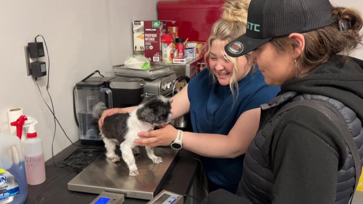 Visiting veterinarian Megan Klain weighs Gibson the Shitzu while owner Janesta McLeod looks on. Gibson was at the clinic in Inuvik, N.W.T., to get his updated vaccinations. (Dez Loreen/CBC - image credit)