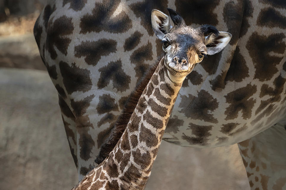 In this Oct. 16, 2019, photo provided by The Los Angeles Zoo, a baby giraffe looks out from her enclosure at the zoo. The zoo announced this week that a the female Masai giraffe was born on Oct. 5, the fifth baby for the mother, Hasina and the sixth for the father, Phillip. (Jamie Pham/The Los Angeles Zoo via AP)