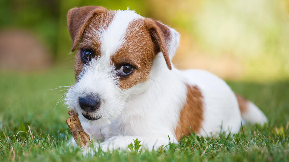 Parson Russell Terrier dog