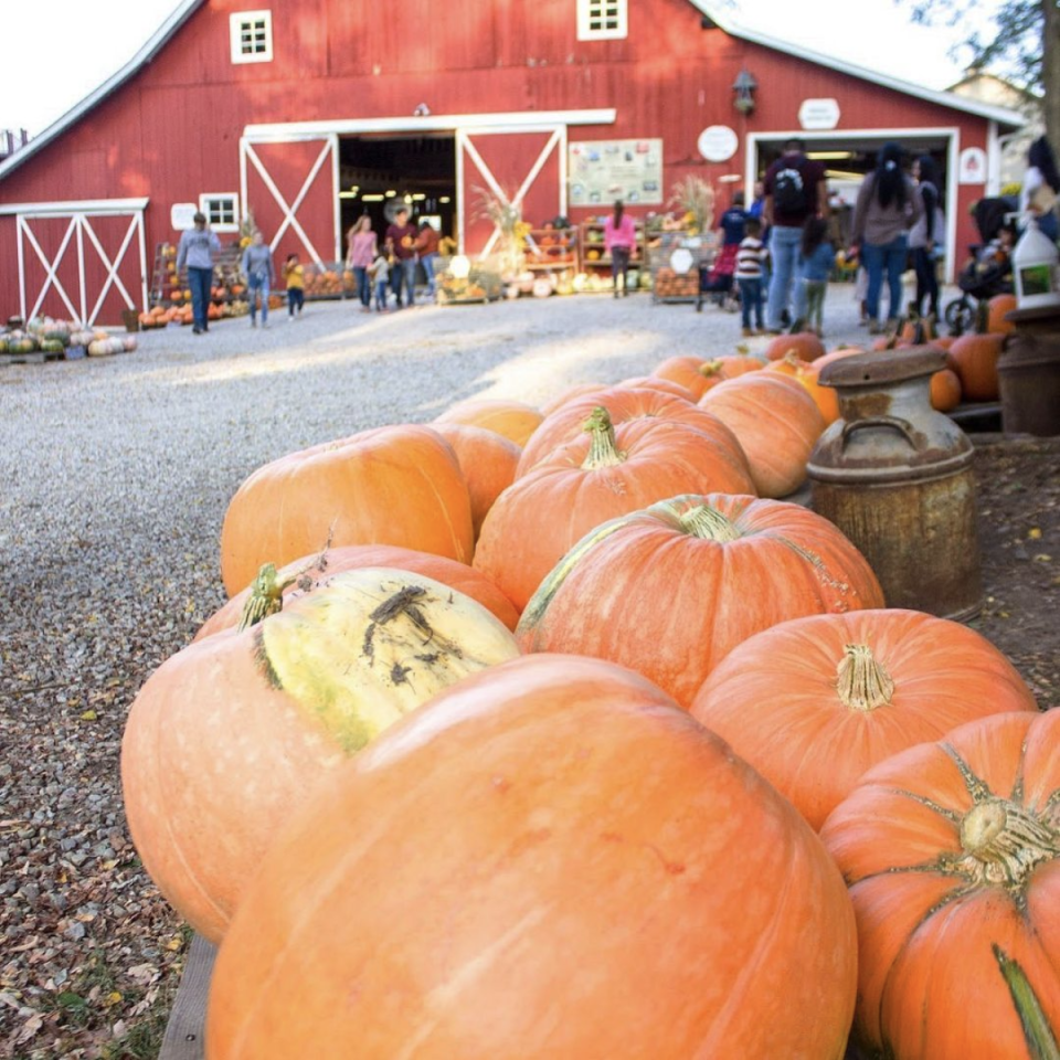 12) Dull's Tree Farm, Indiana