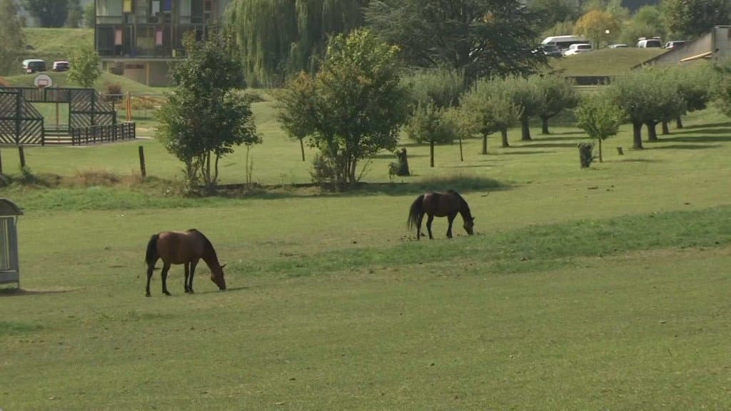 Plus de 200 enquêtes sont en cours pour élucider le mystère des chevaux mutilés.  - BFMTV