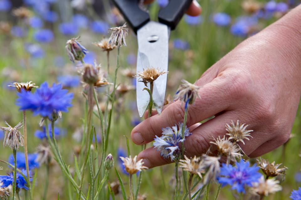 Green fingers: collecting seeds from a friend’s garden (with their permission, of course) is a great way to get flowers for freePR handout