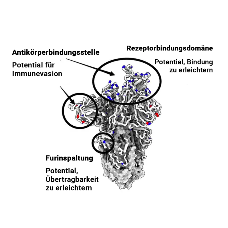 Schema des Spike-Proteins bei der Omikron-Vaiante.