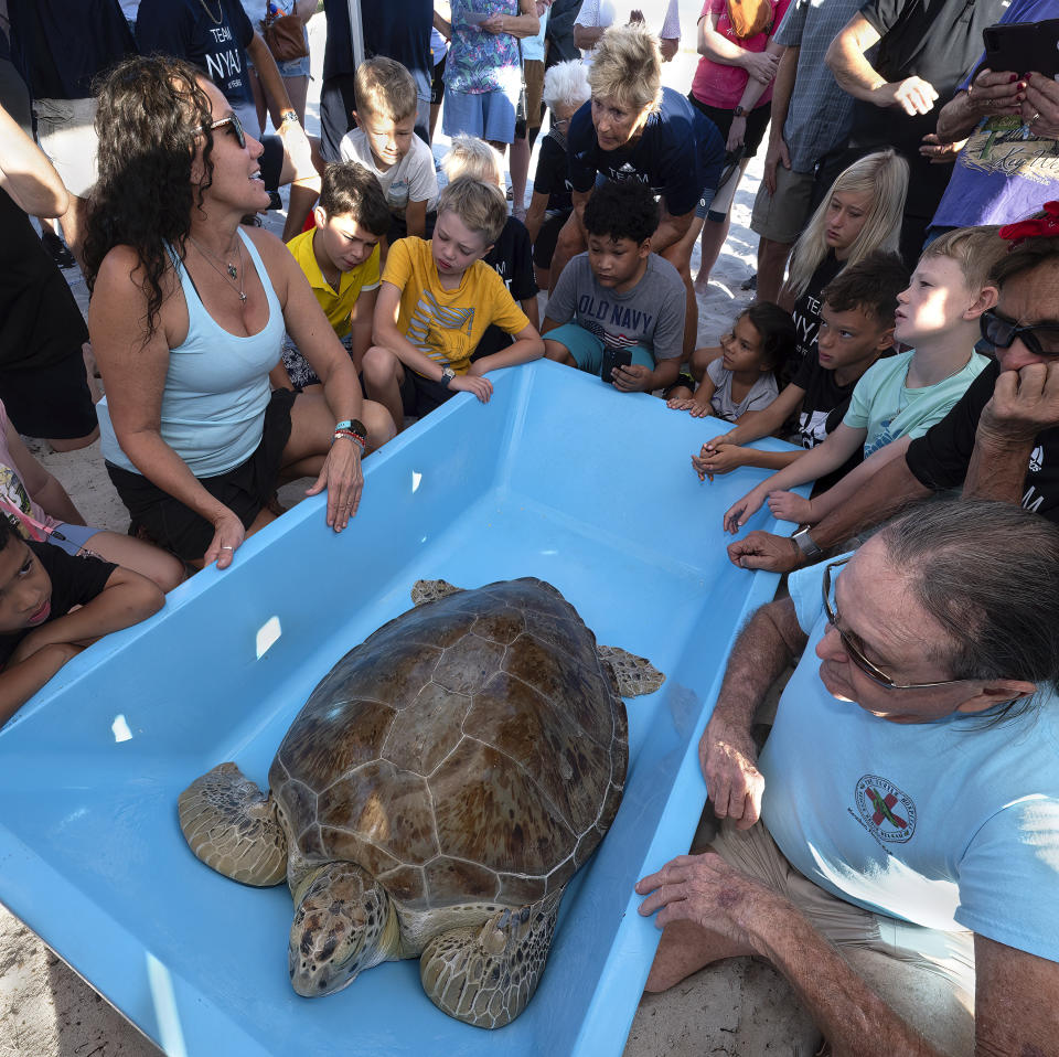 In this photo provided by the Florida Keys News Bureau, Diana Nyad, center back, listens intently to Bette Zirkelbach, left, as the manager of the Florida Keys-based Turtle Hospital explains the importance of protecting sea turtles, before helping to release "Rocky," a rehabilitated green sea turtle. to the Atlantic Ocean Sunday, Oct. 22, 2023, from a beach in Key West, Fla. "Rocky's" release was part of a weekend 10th anniversary celebration commemorating Nyad's successful 2013 swim from Cuba to Key West, ending at the same beach. Rescued in January and transported to the Turtle Hospital, "Rocky" required an eight-hour intestinal surgery, breathing treatments, a blood transfusion and months of medications to survive. In 2013, at age 64, Nyad swam continuously for 52 hours and 54 minutes across the Florida Straits from Havana to the island city. Bonnie Stoll, Nyad's expedition leader, is at right. (Andy Newman/Florida Keys News Bureau via AP)