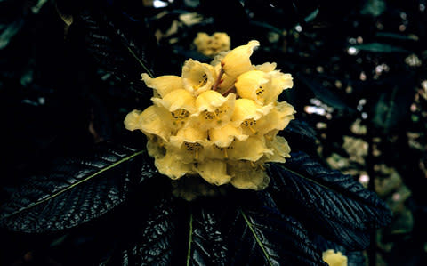 Rhododendron, sinogrande - Credit: RHS