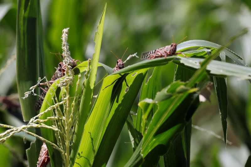 Desert locust are seen eating a maize plant at the village of Nadooto near the town of Lodwar, Turkana county