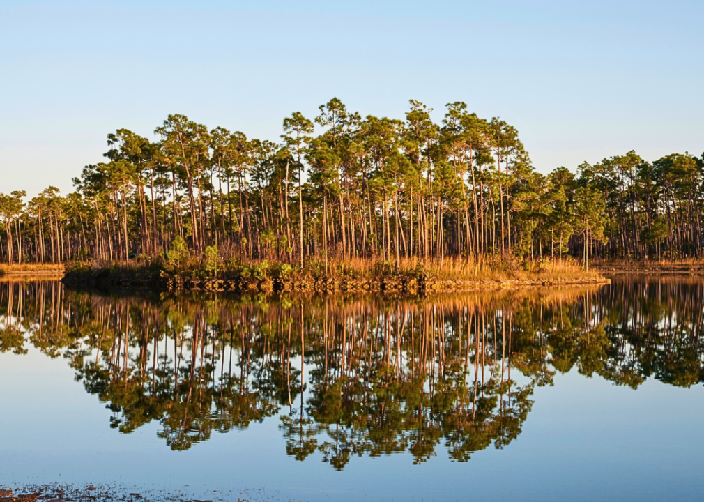 A group of trees on a small island in the middle of a lake.