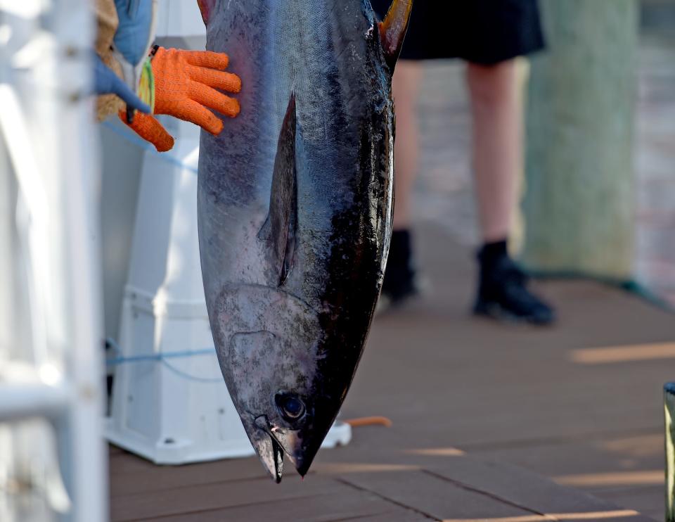 A tuna is weighed at the White Marlin Open Friday, Aug. 12, 2022, in Ocean City, Maryland.