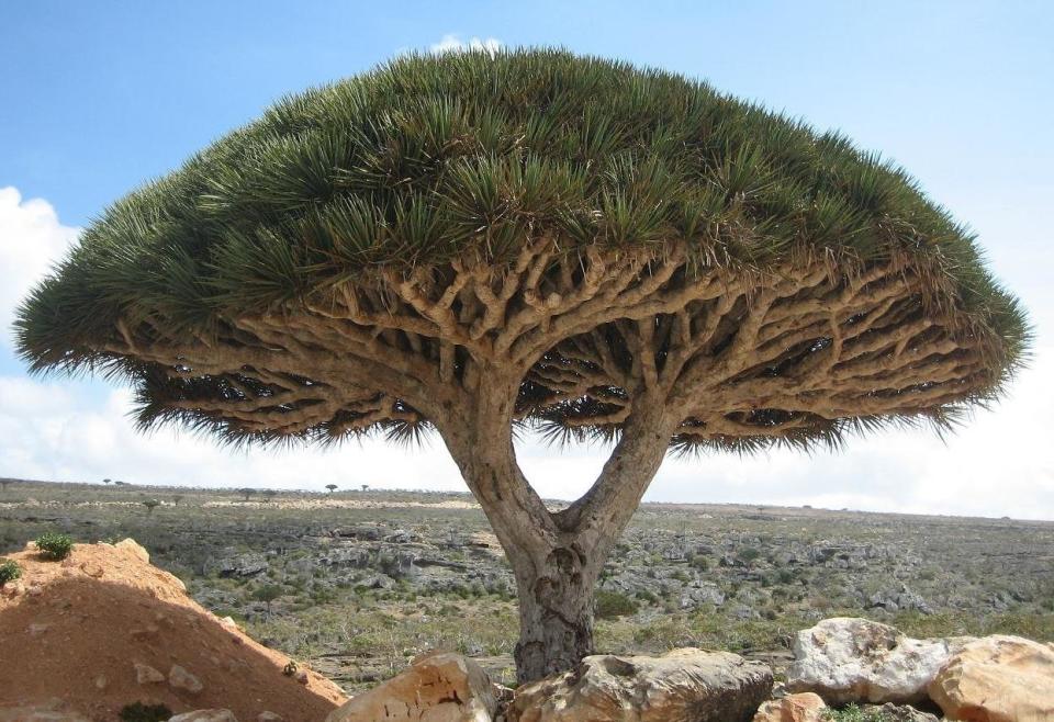 Socotra Archipelago