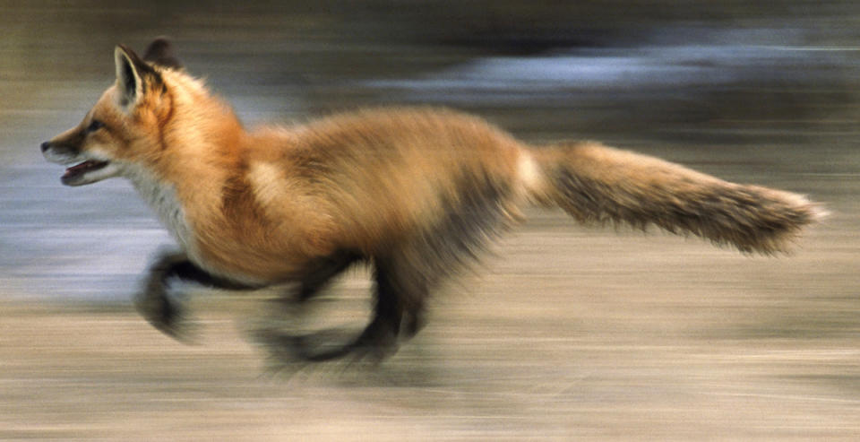 Fox running really fast