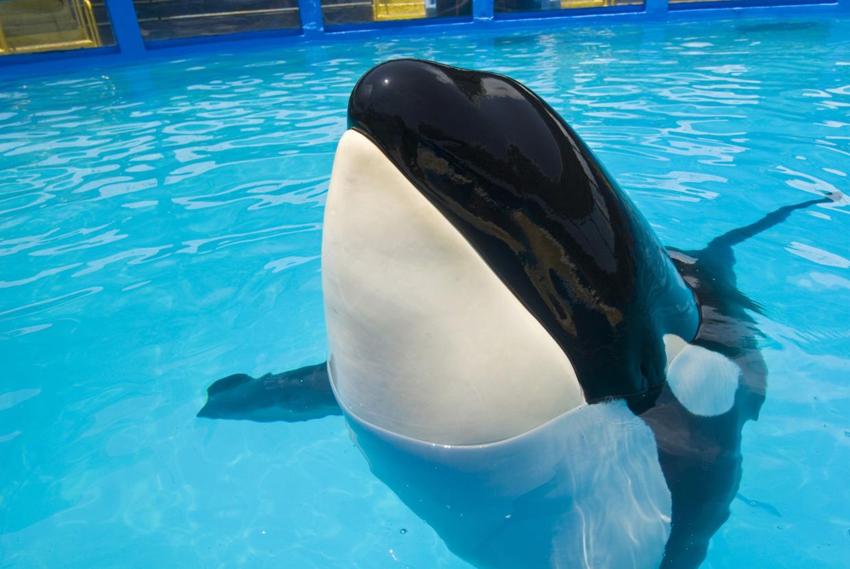 In this 2010 photo provided by the Miami Seaquarium, the orca whale known as Lolita is in her pool at the facility in Miami, where she has been performing since being captured in the 1970s.