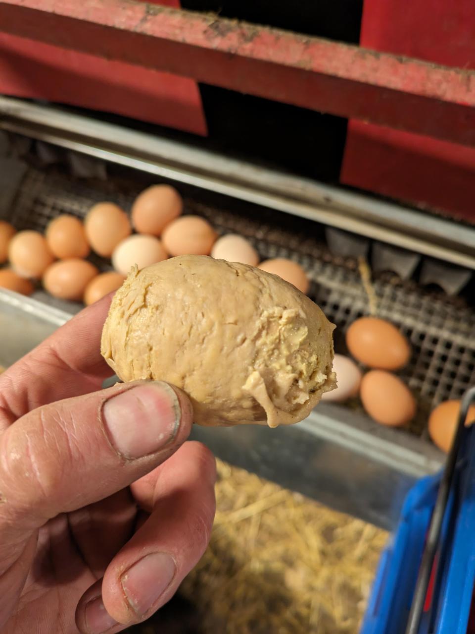 Hand holding an unusually shaped egg with normal eggs in the background