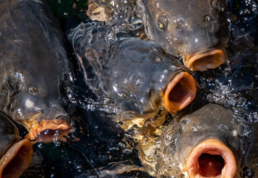 Carp and striper fish swim around the Lake Mead marinas at Hemenway Harbor. Mar. 26, 2023 (Photo: Duncan Phenix – KLAS)