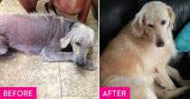 <p>Myka was fighting several infections and severe mange when she was found, but <a href="http://www.cares4pets.net/" rel="nofollow noopener" target="_blank" data-ylk="slk:CARES;elm:context_link;itc:0;sec:content-canvas" class="link ">CARES</a> got her the medical attention she needed to make a full recovery. She was one of many lucky dogs taken in by a foster family who decided on a full adoption. Myka now <a href="https://www.goodhousekeeping.com/home/gardening/g1146/natural-swimming-pools/" rel="nofollow noopener" target="_blank" data-ylk="slk:spends her happy life swimming;elm:context_link;itc:0;sec:content-canvas" class="link ">spends her happy life swimming</a>, boating and hanging with her foster friends.</p>