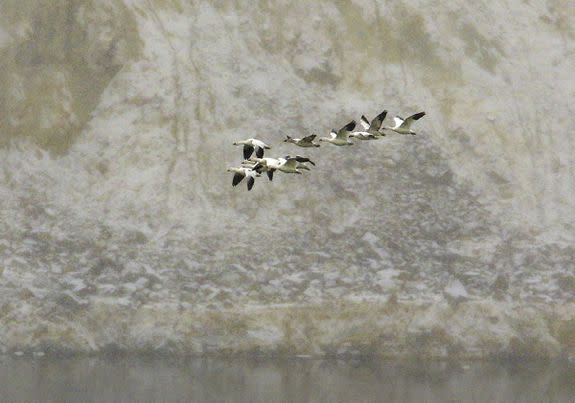 Snow geese fly along the bank of the Berkeley Pit's toxic waters, in Butte, Montana, Nov. 30, 2016.