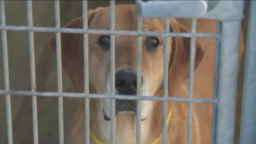 Animal shelters in Los Angeles are facing a crisis from overcrowding as animals remain stuck in cramped conditions while waiting to be adopted. (KTLA)