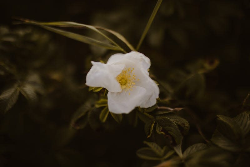 A Cherokee Rose blossom. 