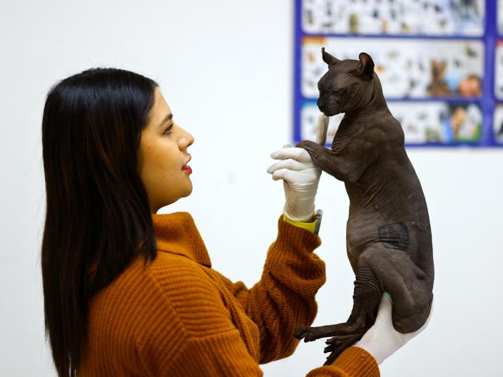 La veterinaria Giselle Rubio muestra un gato Sphynx, rescatado por policías del penal Cereso 3 con un tatuaje que dice "  Hecho en México "  En un refugio de animales en Ciudad Juárez, México, 11 de febrero de 2023.