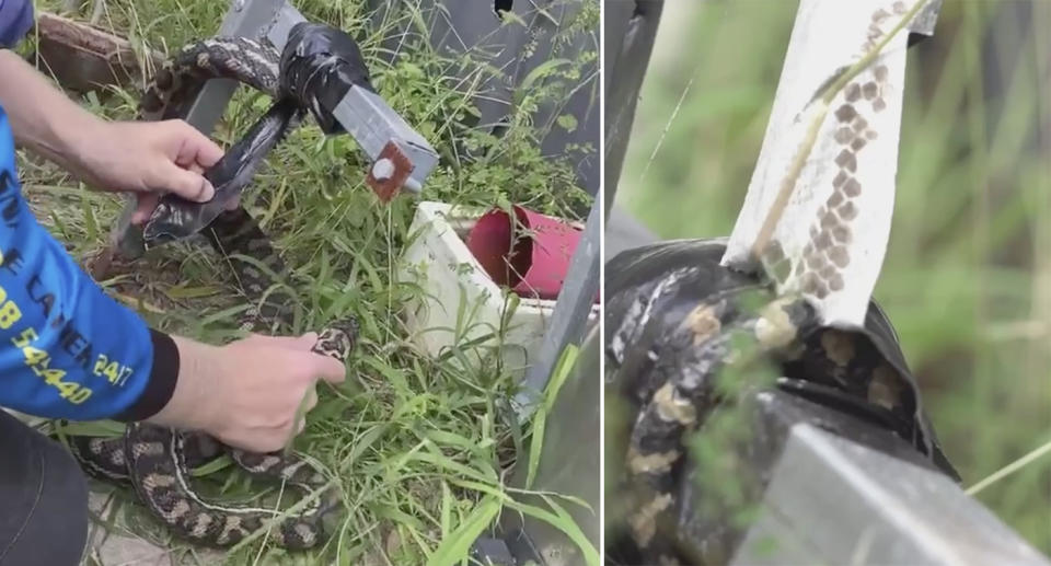 A still from the snake catcher's video shows a carpet python duct taped to a pole by its tail.