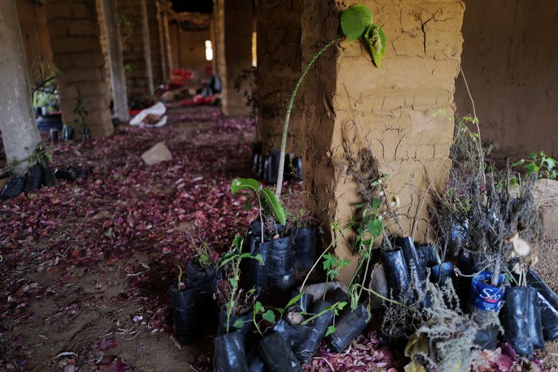 The Wider Image: Senegalese plant circular gardens in Green Wall defence against desert