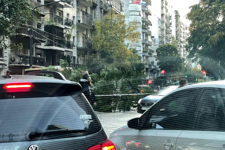 La tormenta dejó gran cantidad de árboles caídos en CABA y en la provincia de Buenos Aires