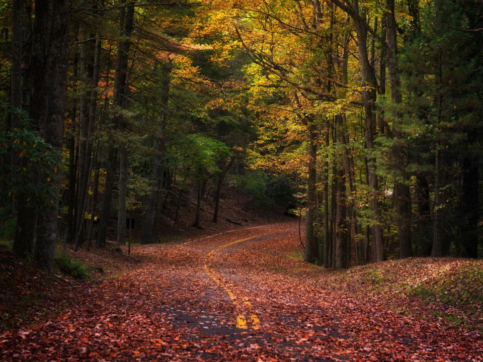 west virginia road surrounded by trees and covered in red fallen leaves