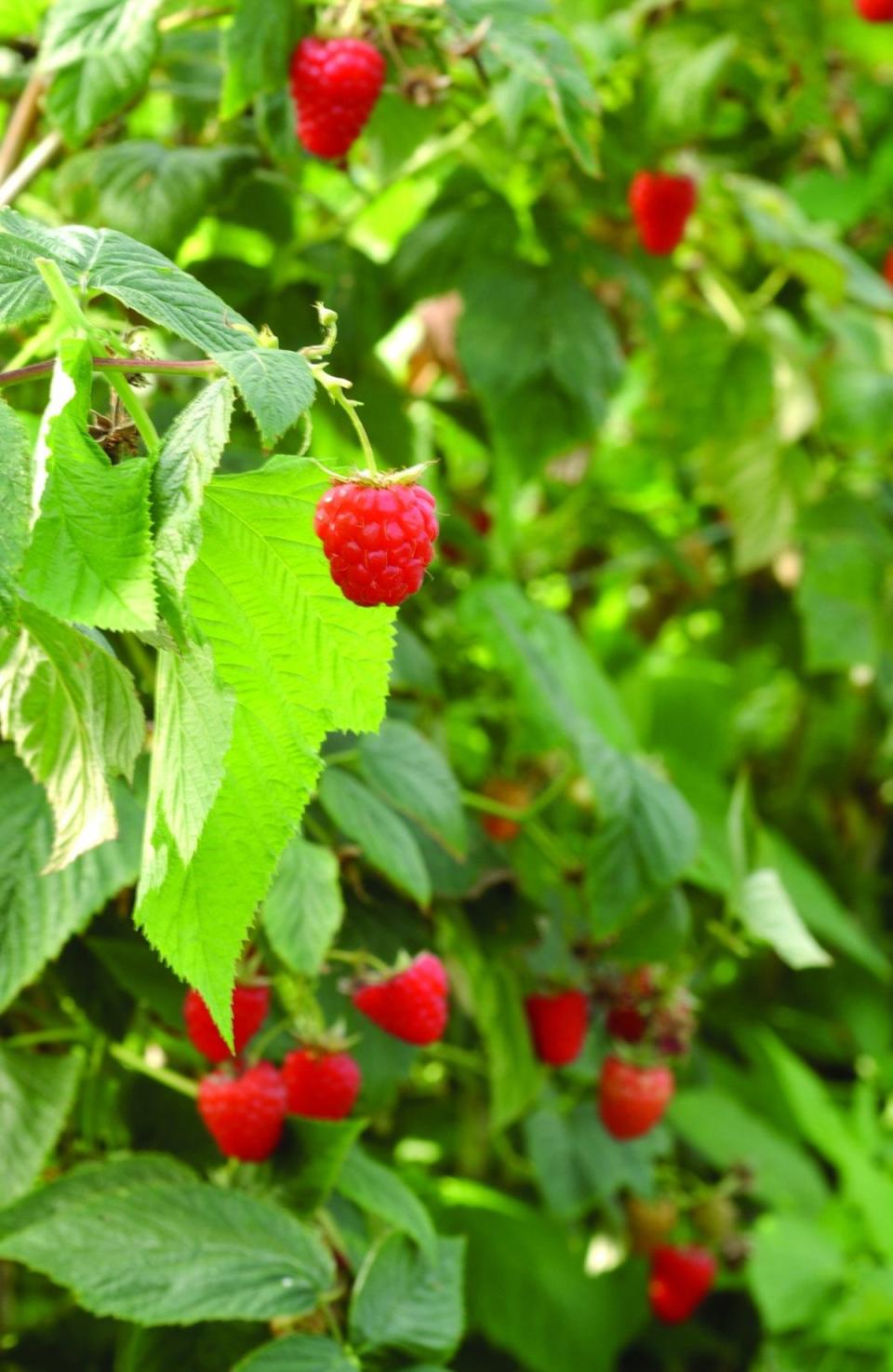 British raspberries. (British Berry Growers/PA)