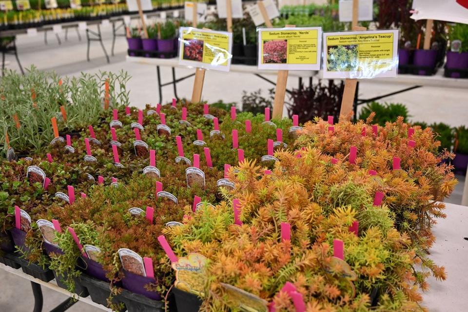 The 2023 Ozaukee Master Gardeners plant sale featured a variety of sedum for sale.