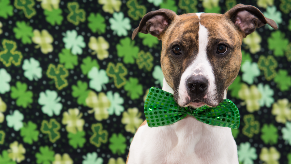 Save on everything from sports equipment to pet products when you shop our favorite St. Patrick's Day 2023 sales.