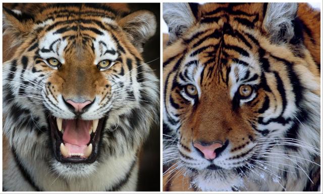 Siberian Tigers Have Human Like Qualities, Study Finds