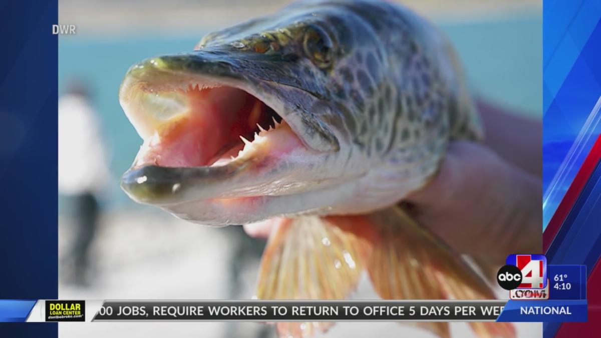 Tiger muskie breeding experiment in Utah deemed a success - Yahoo