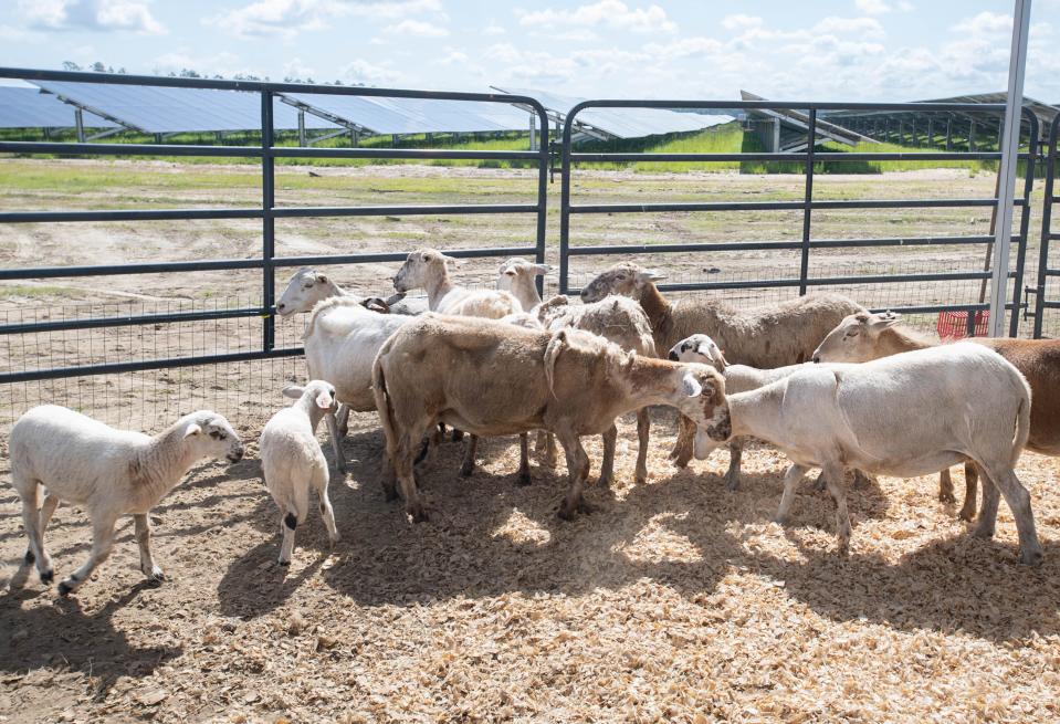 Sheep mill around a pen near the field of solar panels during a commissioning event for FPL’s Blackwater River Solar Energy Center in Milton on Wednesday, June 7, 2023.  FPL introduced an agrivoltaic pilot program of using sheep to manage vegetation at the site.